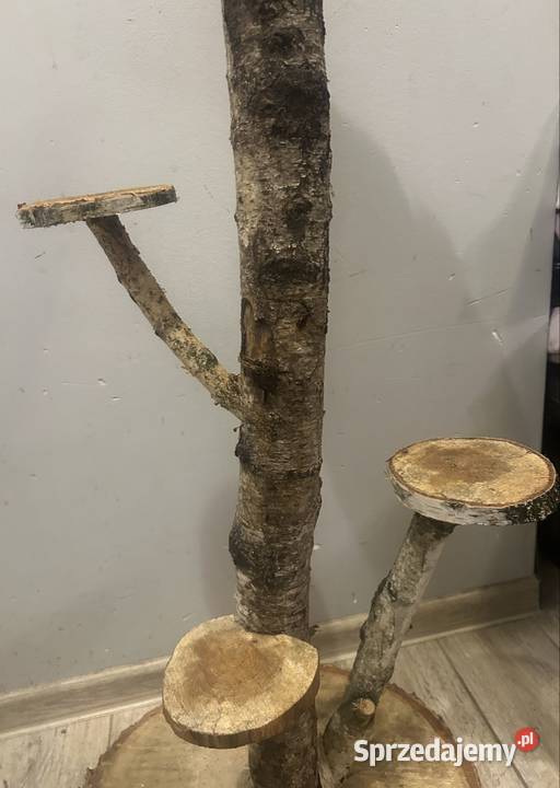 Kwietnik z brzozy Poznań