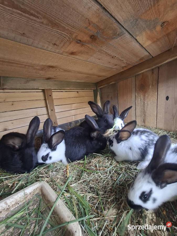 Sprzedam króliki pomorskie Skarszewy