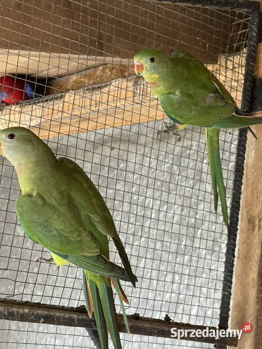 Sprzedam parę Baraband małopolskie Kraków