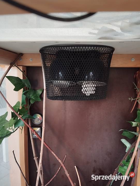 Terrarium kameleonajaszczurki duże wyposażone Spytkowice