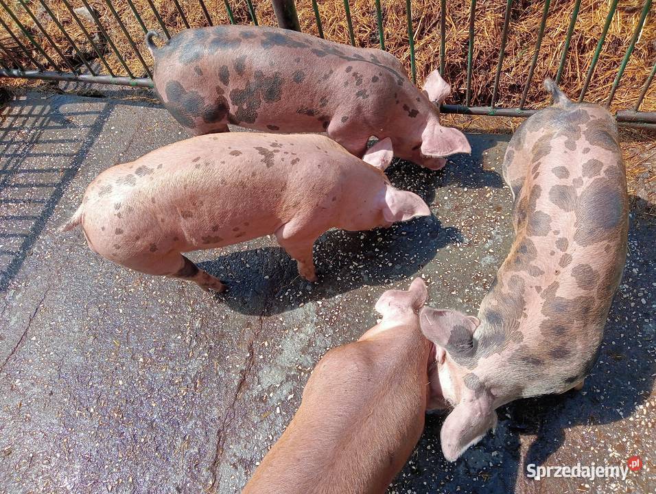 Knurki mięsne DurocxPietrain Strzałkowo