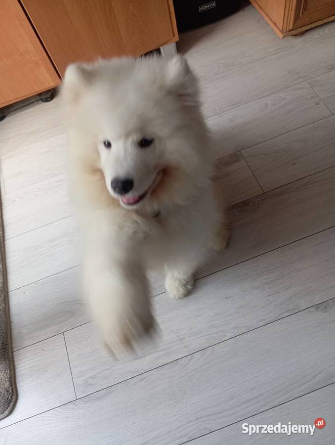 Szczeniak rasy samoyed dolnośląskie Przemków