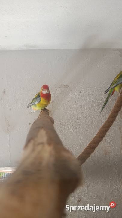 Rozzele białolice z tego roku Czchów