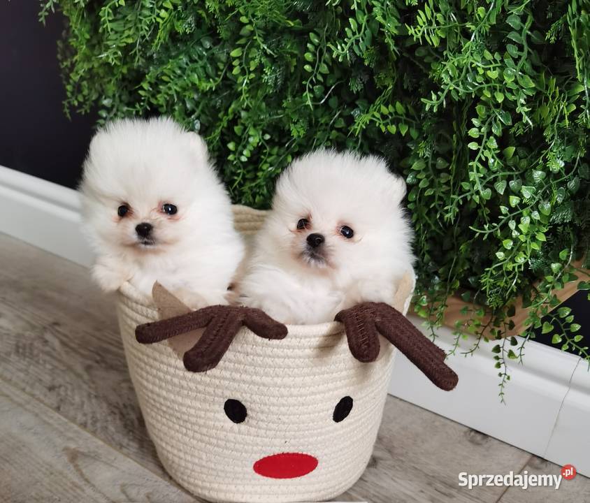 Szic miniaturowy pomeranian Szpic miniaturowy Stopnica sprzedam