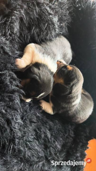Szczenięta Beagle do rezerwacji mazowieckie Jabłonna Lacka