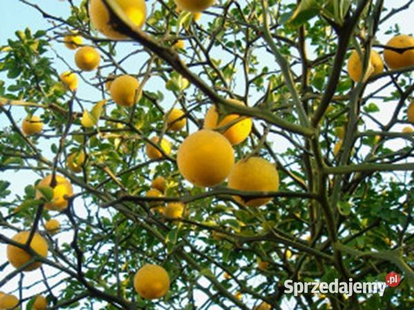 POMARAŃCZA Poncirus trifoliata NASIONA 70 sztuk