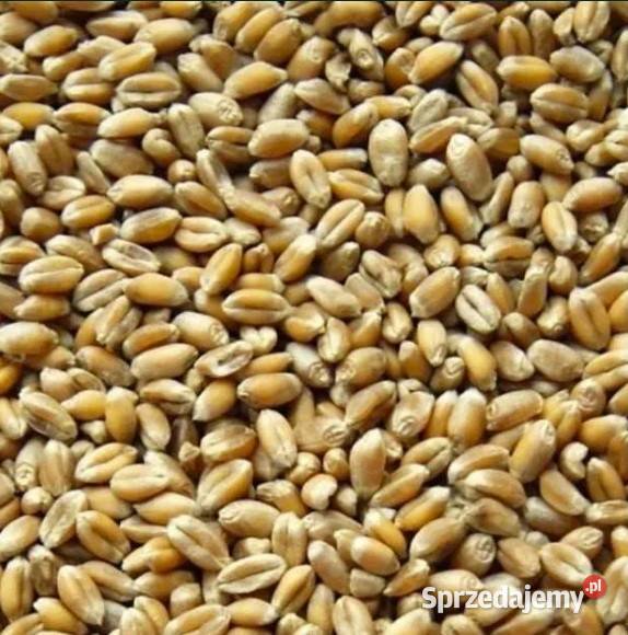 Pszenica workowana 2025 Gdów