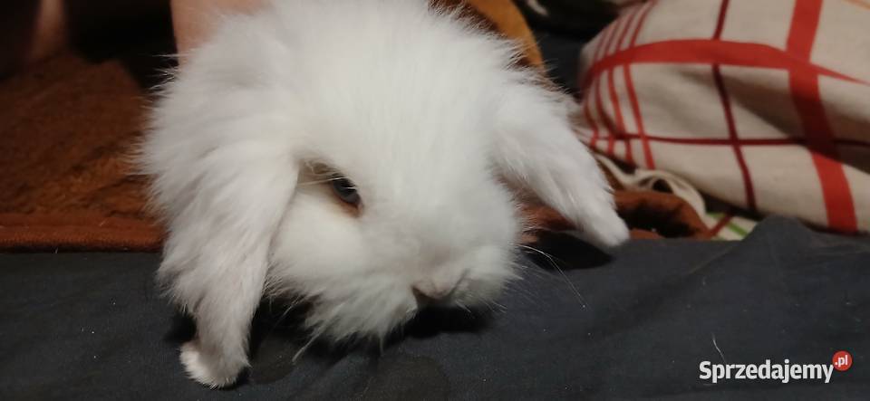 Mini lop króliczki Radzymin