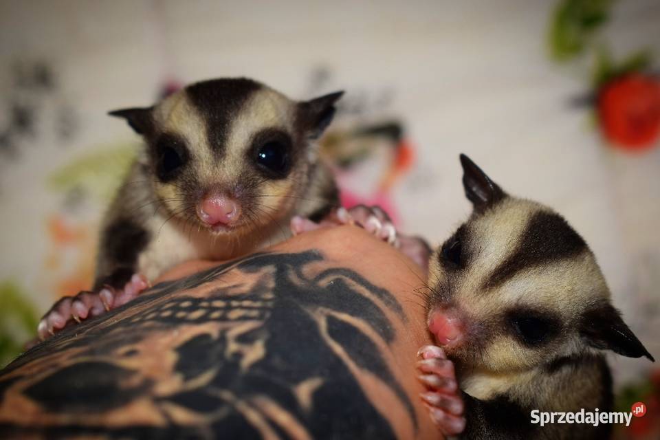 Lotopalanki lotopałanka karłowata sugar glider Wrocław