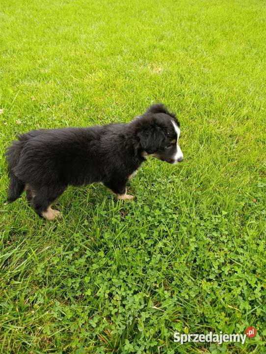 Piesek Border Collie Szczaworyż sprzedam