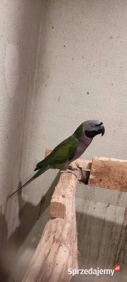 Sprzedam papugę Ptaki Jędrzejów