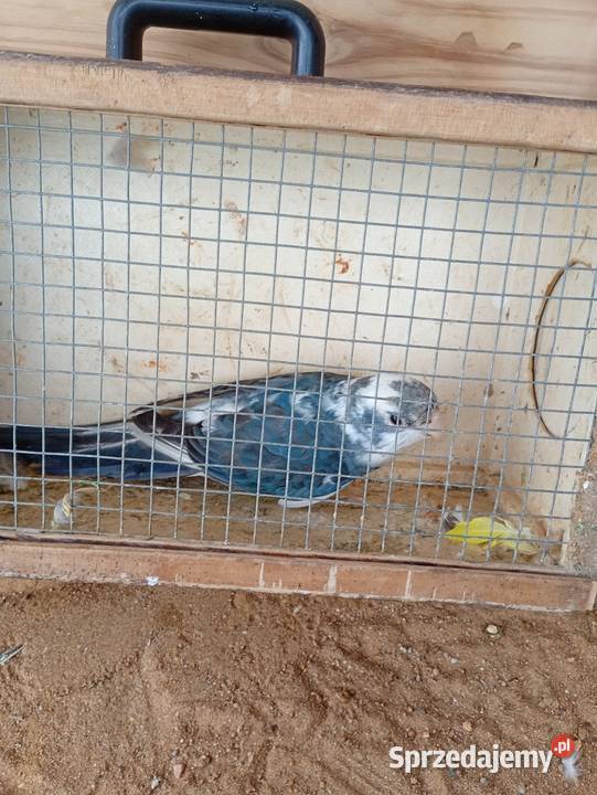 Rozele królewskie Zduńska Wola