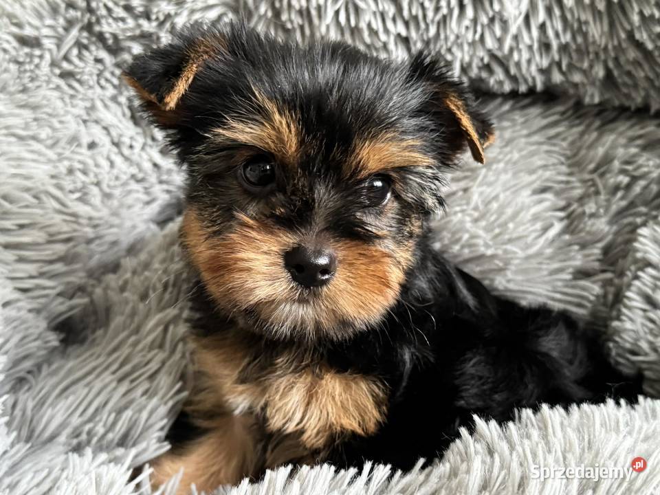 Mini Yorkshire Terrier Chłopiec Rodowód Chip Częstochowa
