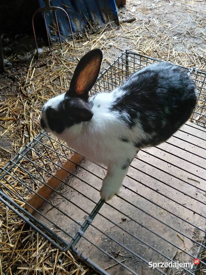Młode króliki mieszańce szukają domu Zwierzęta Paprotnia