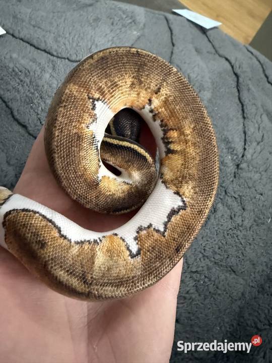 Pythony królewskie Piebald het clown Bogatynia sprzedam