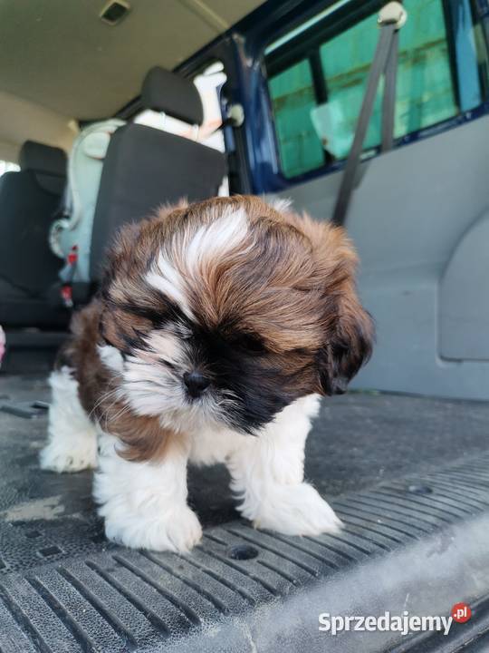 Pieski Shihtzu Zofiówka