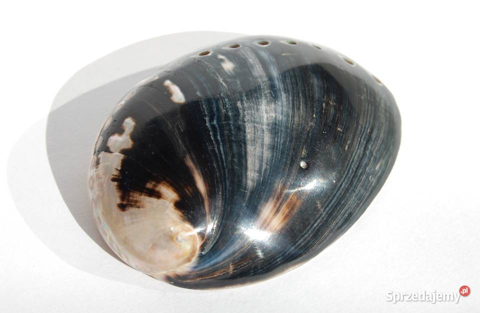 Muszla morska abalone paua polerowana 86 Pozostałe Pozostałe lubelskie Lublin