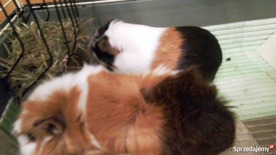 oddam dwie świnki morskie i klatkę Wrocław