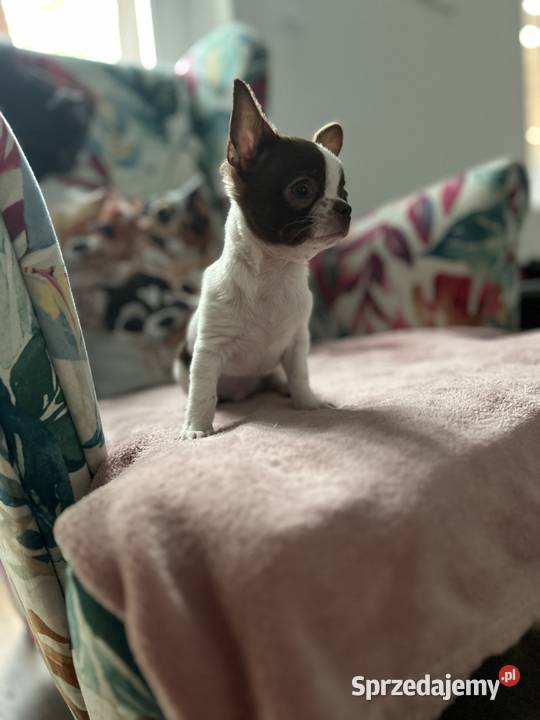 Chihuahua chłopiec mazowieckie Warszawa