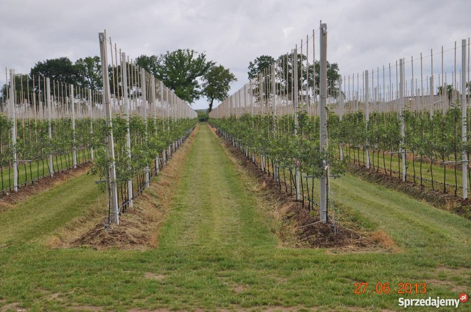 Rusztowanie sadownicze konstrukcje sadownicze mazowieckie Grójec
