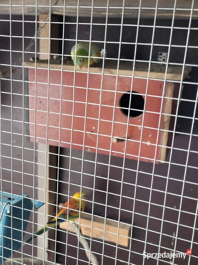 Swiergotki woliera 6 3parki Zwierzęta Objezierze