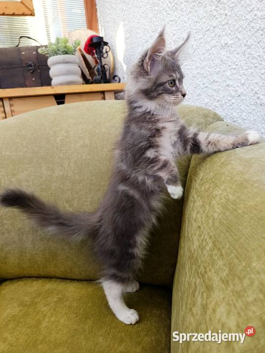 Oriel Wonder Maine Coon niebieska kotka z bielą wielkopolskie Czempiń sprzedam
