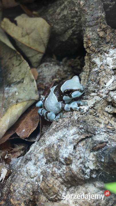Rzekotka żabia Trachycephalus resinifictrix warmińsko-mazurskie Olsztyn