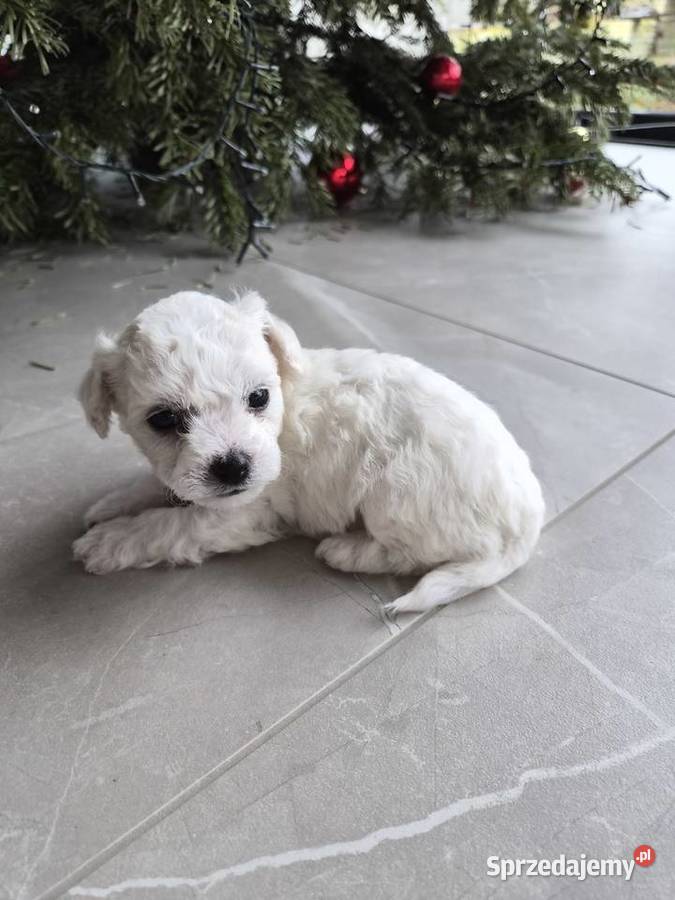 Szczeniaczki Bichon Frise