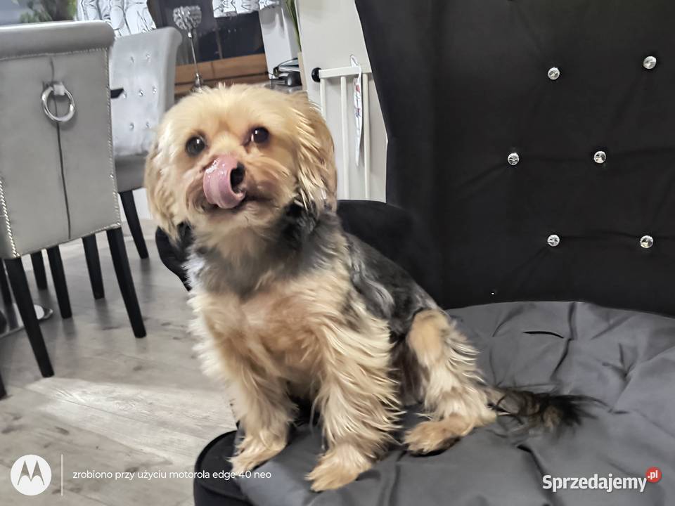 Yorkshire Terrier Turznice