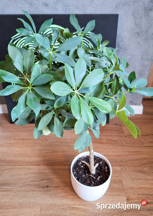 Szeflera drzewkowata Schefflera Arboricola Nora Warszawa