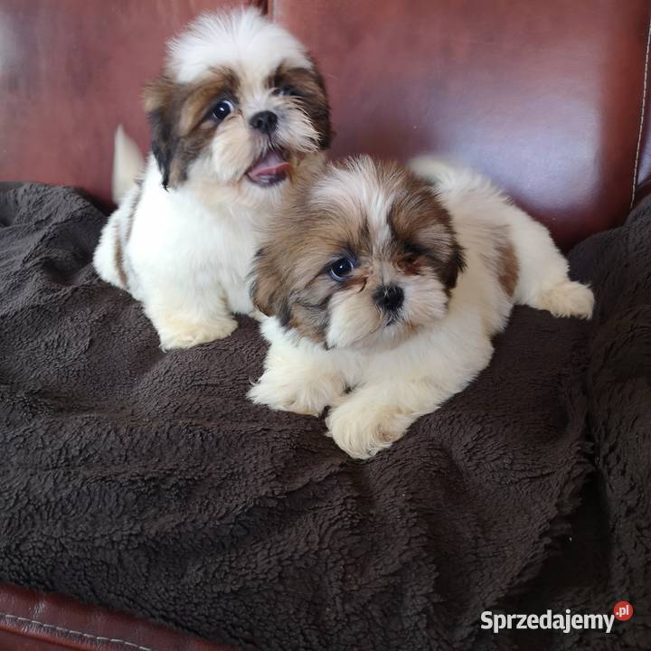 Śliczny PIESEK rasy Shih tzu piękny szczeniaczek Szczecinek sprzedam
