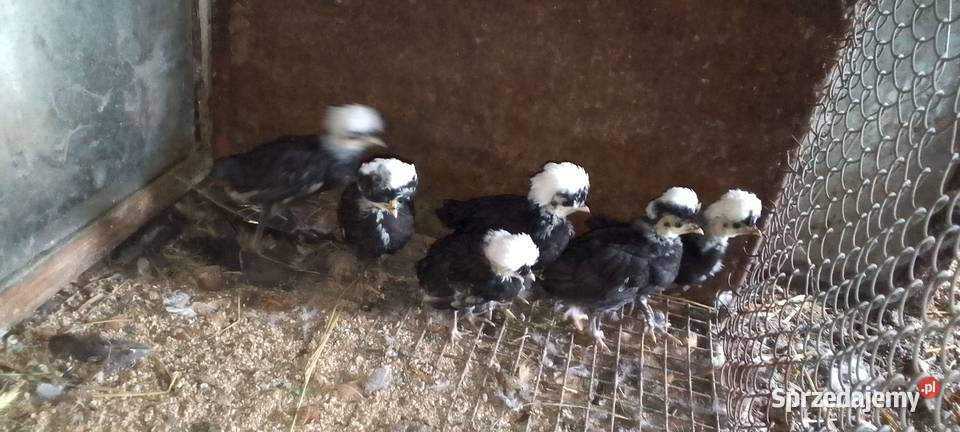 Sprzedam kurczaki rasy białoczub holenderski Sarnów sprzedam