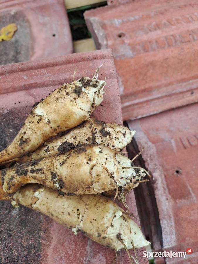 Topinambur Słonecznik bulwiasty lubuskie Wschowa sprzedam
