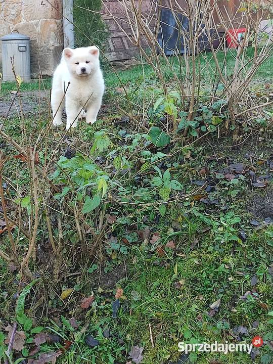 Akita Inu Japońska śliczne szczeniaki Akita Rzeszów sprzedam