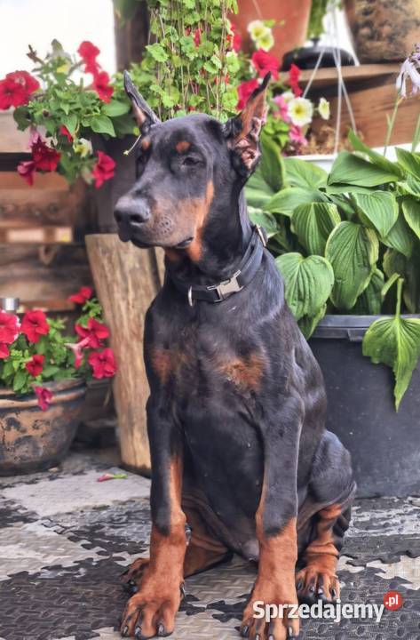Szczeniak dobermana chłopiec Głowno