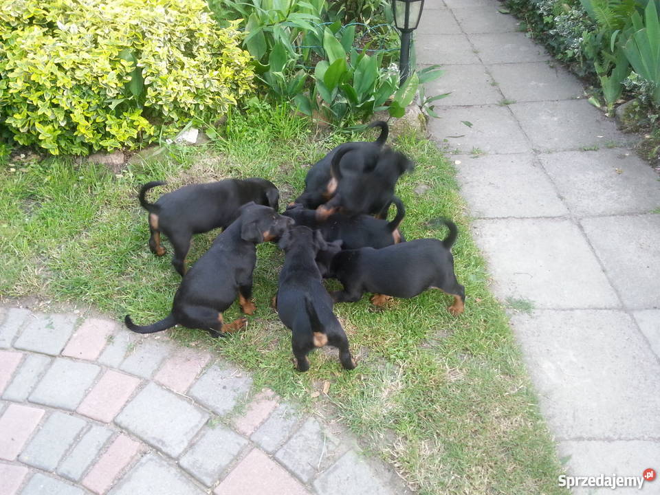 Terier Niemiecki szczeniaki lubuskie sprzedam