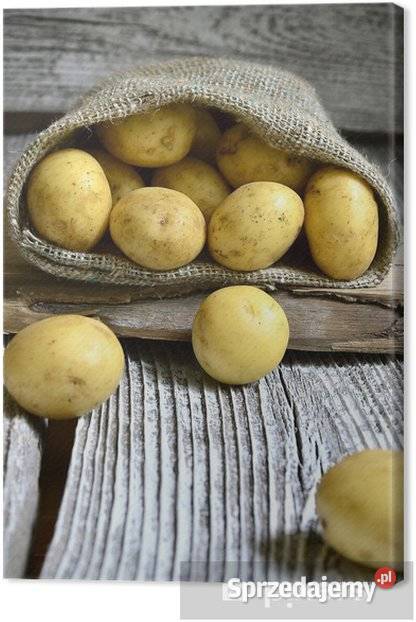 SPRZEDAM ZIEMNIAKI JADALNE PAKOWANE 25 5 Możliwy Tubądzin