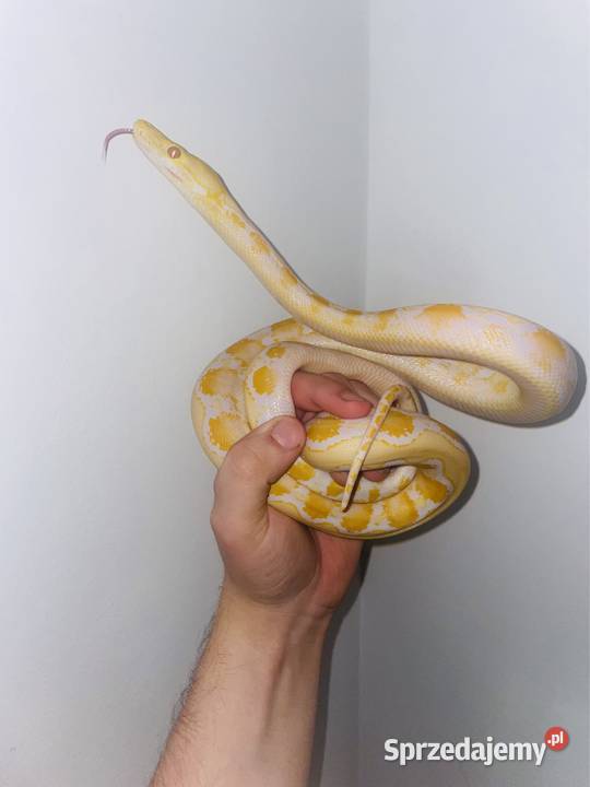 Pyton siatkowy ALBINOS het pied zachodniopomorskie Szczecin