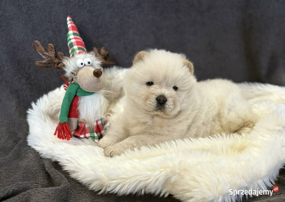 CHOW CHOW PIĘKNA SUNIA KREMOWA DO ODBIORU