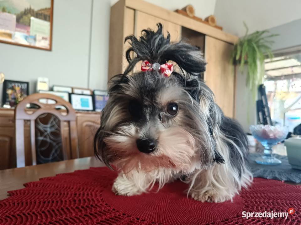 Biwer Yorkshire Terrier sunia Oświęcim