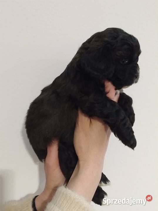 Shihpoo samiec Shihtzu tricolor pudel miniatura podkarpackie Lutoryż