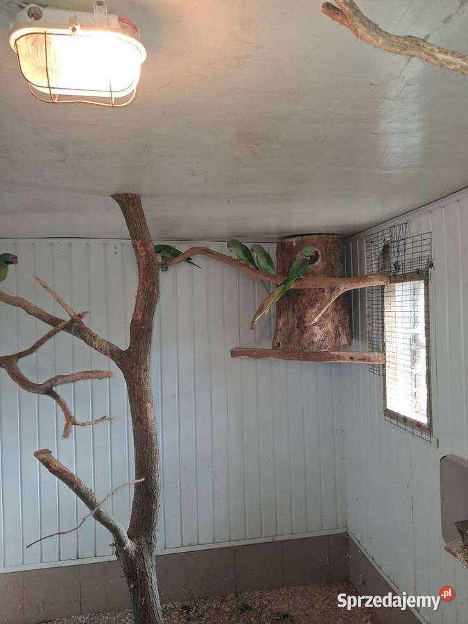 Sprzedam Aleksandretty Chińskie i Wielkie wielkopolskie Tarnówko