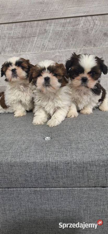 Shih Tzu suczki Przysucha sprzedam