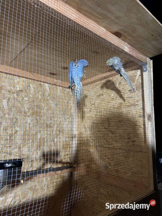 Aleksandretty obrożne para lęgowa