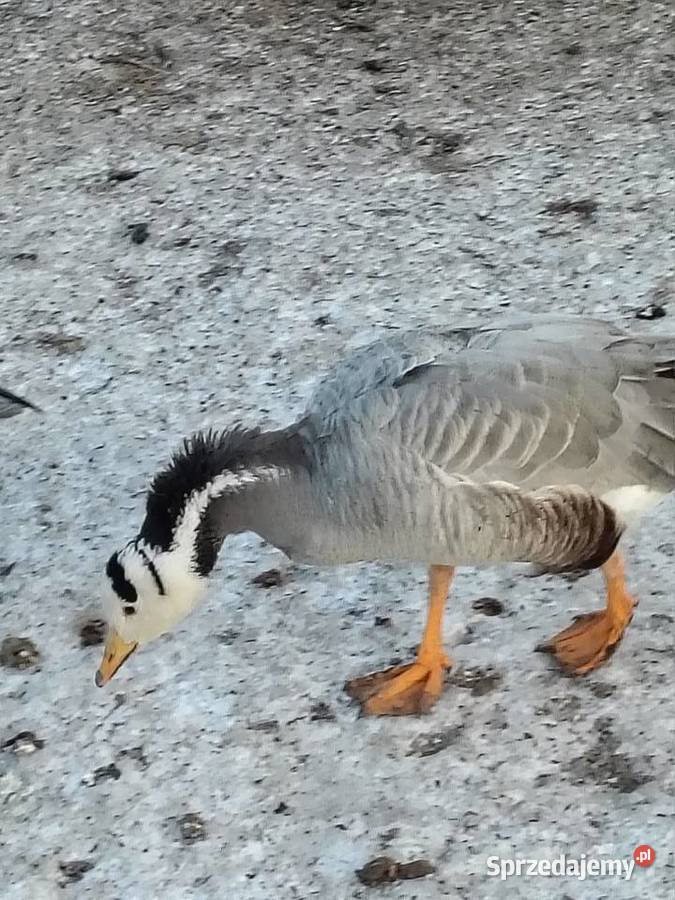 Sprzedam bernikle i tybetańskie Ptaki