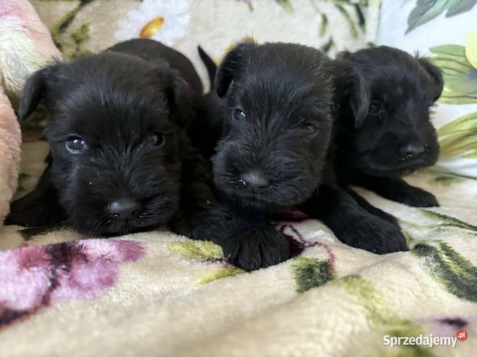 Sznaucer miniaturowy czarny sunie Solec Kujawski