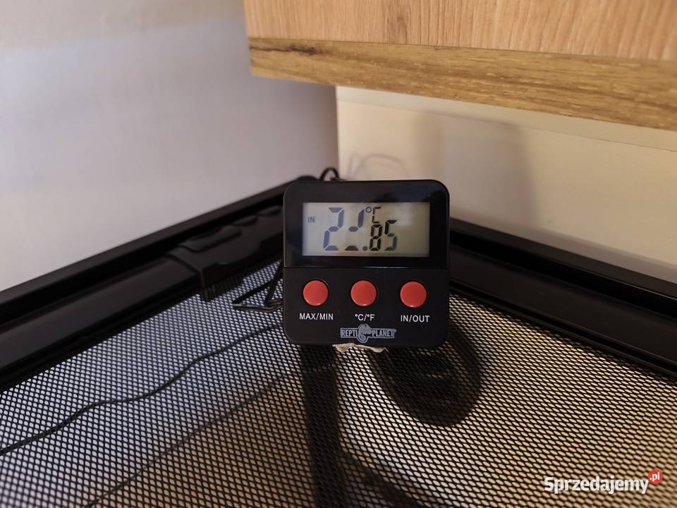 Boa imperator Wałbrzych