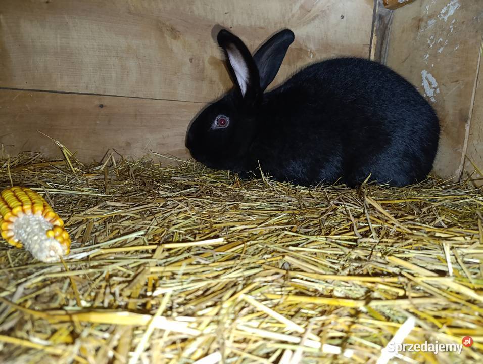 Królik srokacz Straszydle sprzedam