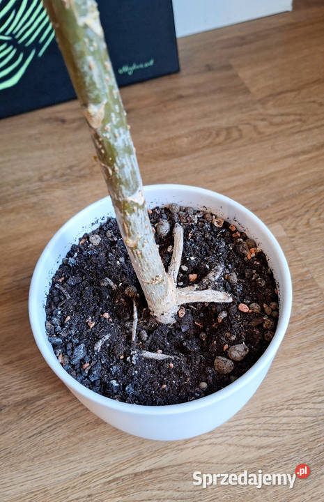 Szeflera drzewkowata Schefflera Arboricola Nora mazowieckie Warszawa