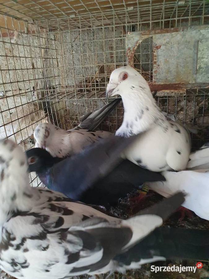 Tygrysy sprzedam Radomsko sprzedam